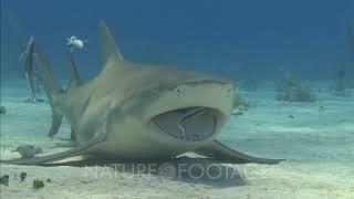 Lemon Shark Being Cleaned By Remora