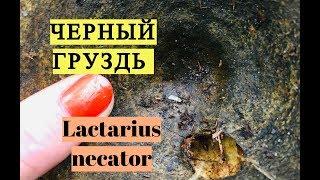 ГРУЗДЬ ЧЕРНЫЙ как выглядит и как узнать Lactarius necator