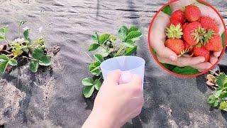 Water strawberries with this. Harvest is GIGANTIC