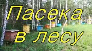 Пасека в лесу.Пчеловодство.