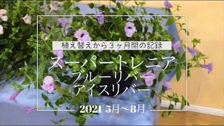 スーパートレニアカタリーナ、植付けと成長の様子３ヶ月