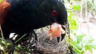 Savage Cuckoo Swallows Baby birds Alive in front of Mother  Cuckoo EatsUp Bulbul Babies  nestwatch