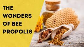 The Power Of Bee Propolis Facts and Benefits of Bee Glue