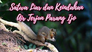 satwa liar dan keindahan air terjun parang ijo