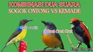 Suara pikat burung kamade atu bunga api vs gogon