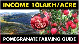 Pomegranate Farming  Pomegranate Cultivation  Planting Care Harvesting & Marketing