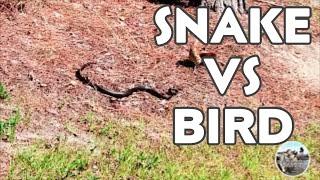 Snake Vs. Bird.