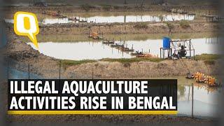 How Illegal Shrimp Farms Are Destroying the Coastline in West Bengal  The Quint