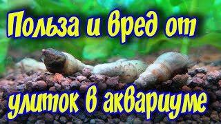 УЛИТКИ В АКВАРИУМЕ  хорошо это  или плохо Преимущества и недостатки содержания улиток в аквариуме