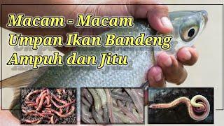 Umpan ikan bandeng paling ampuh dan jitu