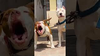 2 most dangerous Pitbull brother  #attitude_whatsapp_status