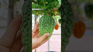 Growing Bitter Gourd from Seeds to Harvest