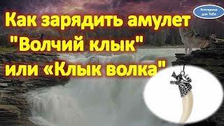 Как зарядить амулет волчий клык или клык волка