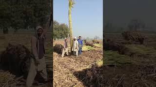 Big sugarcane in Pakistan