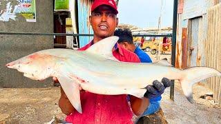 KASIMEDU  SANKAR BHAI  BIG WHITE SHARK  FISH CUTTING VIDEO  IN KASIMEDU  FF CUTTING 