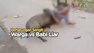 Babi Liar Barbar Serang Warga di Sungai Geringging