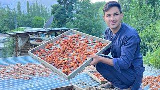 The Traditional Method Of Drying Apricots  Amazing Village Life in Gilgit Baltistan