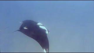 Manta Ray appears to be flying through the water