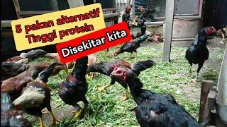 5 pakan alternatif tinggi protein dan mudah didapat  TERNAK AYAM KAMPUNG