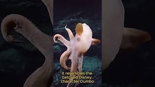 Dumbo Octopus – Residing in the deep ocean short#shorts #animal #nature #animals #animalshorts