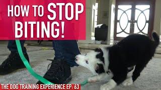 How to Train Your Puppy to STOP BITING Watch How Long it Actually Takes