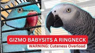 Cuteness Overload African Grey Gizmo Takes Care of New Indian Ringneck Bloob for the First Time