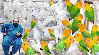 World Most Expensive Lovebird Mutation  Yellow Face Lovebird  Love bird Breeding Setup  Pak Pets