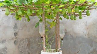 The best way to grow chayote for you self-water for high yield and no need for a garden
