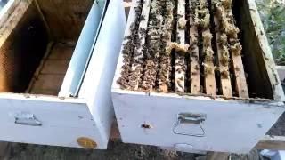 How Bees Compartment ?