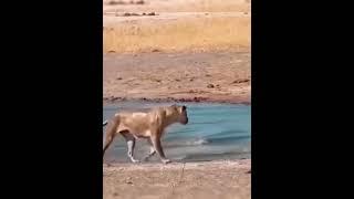  #wildlife #wildanimals #nature #shorts #viral #rhino #lion