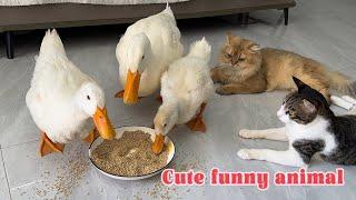 Finally the black cat was very angry The cat led the ducks home to eat and made a mess at home
