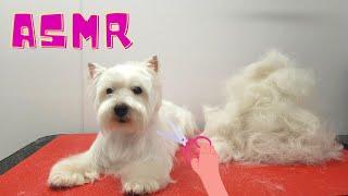 SCISSOR ASMR Relaxing Dog Grooming with Westie