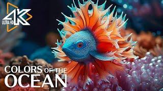 4K Underwater World ULTRA HD  Gorgeous Coral Reef Fish - Relaxing Sleep Meditation Music