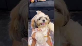 Onnum cheyilla paava️ #shorts #shortvideo #puppy #trending