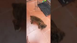 Video dog#Shorts#