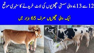 7th Pure Fresian Low Price Heifers For Sale In Punjab Pakistan