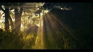 The lost Jungle cinematic Unreal engine 5