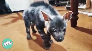 Hyena Pup Chews Boots And Plays With Dogs After Rescue  Cuddle Buddies