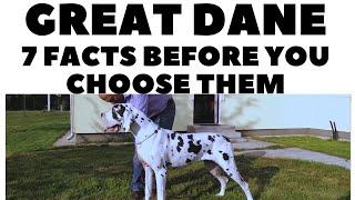 Before you buy a dog - GREAT DANE - 7 facts to consider DogCastTV