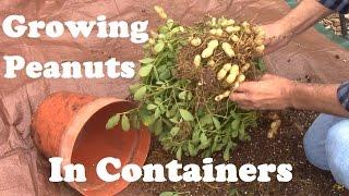 Peanuts Grown in a Container From Planting to Harvest. And Some of What I Learned.
