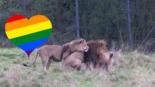 Gay Animals