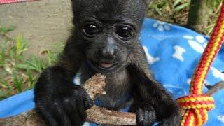 Cute orphan baby howler monkeys first steps climbing on trees