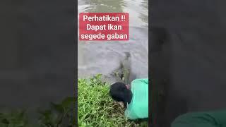 Perhatikan  orang ini sampai di seret ikan sangking besarnya #viral #shortvideo #fish