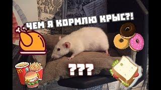 ЧТО ЕДЯТ МОИ КРЫСЫ? ОЧЕРЕДНОЕ КОРМЛЕНИЕ