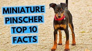 Miniature pinscher - TOP 10 Interesting Facts