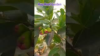 ছাদবাগানে জামরুল ফল। Wax apple on my Rooftop Garden। #ViralShorts #YouTubeshorts #Shorts #JavaApple