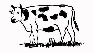 Draw a Cow Its Easy Plus Interesting Facts About Cows for Curious Kids