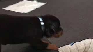 When Rottweiler puppy attacks...or not. #Rottweiler #Fail