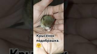 Ну очень дикий и страшный пасюк 12 дней от роду.  #cuterats #wildrats #funnypets #дикиекрысы