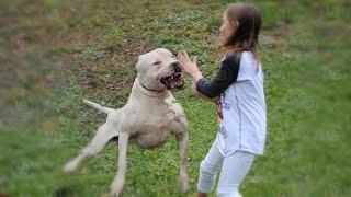 Dogo Argentino is Ruthless with Strangers